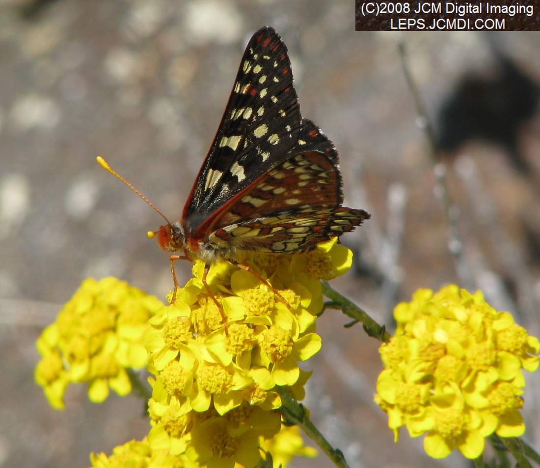 Chalcedon Checkerspot (Euphydryas chalcedona) butterfly nectaring at Bear Divide